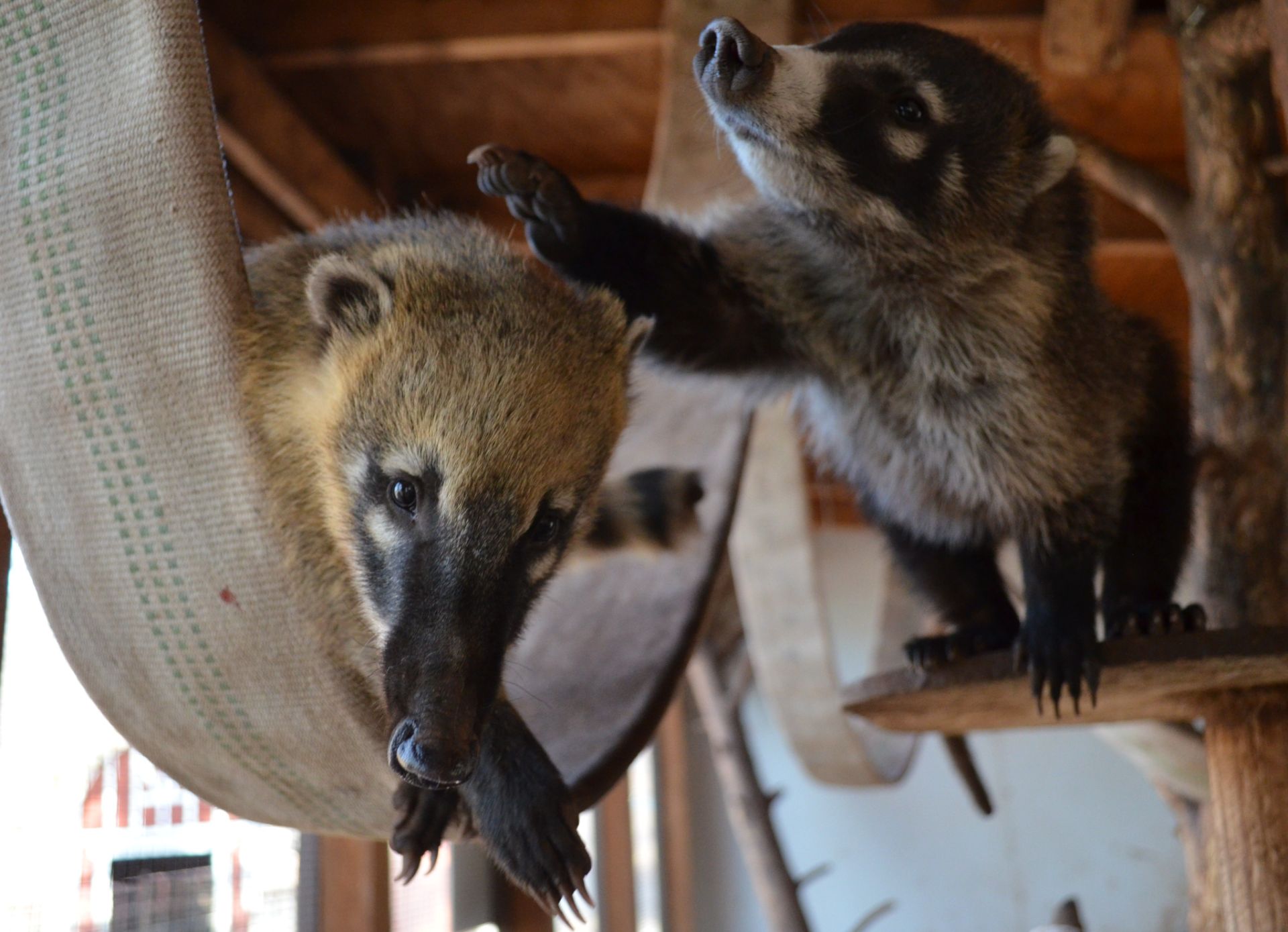 Zoo Keeper Program Grand Canyon Deer Farm