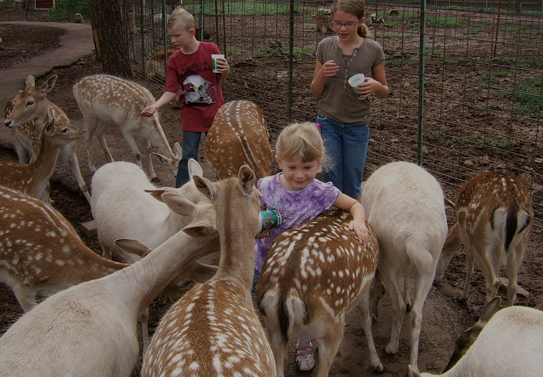 Deer Farm and Petting Zoo — Grand Canyon Deer Farm