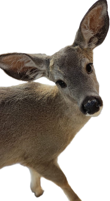 Lone deer looking forward