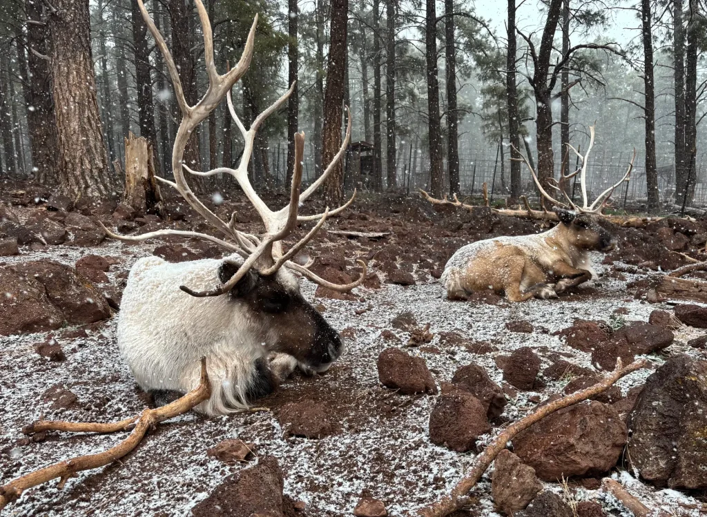 antlered-reindeer-resting-in-woods