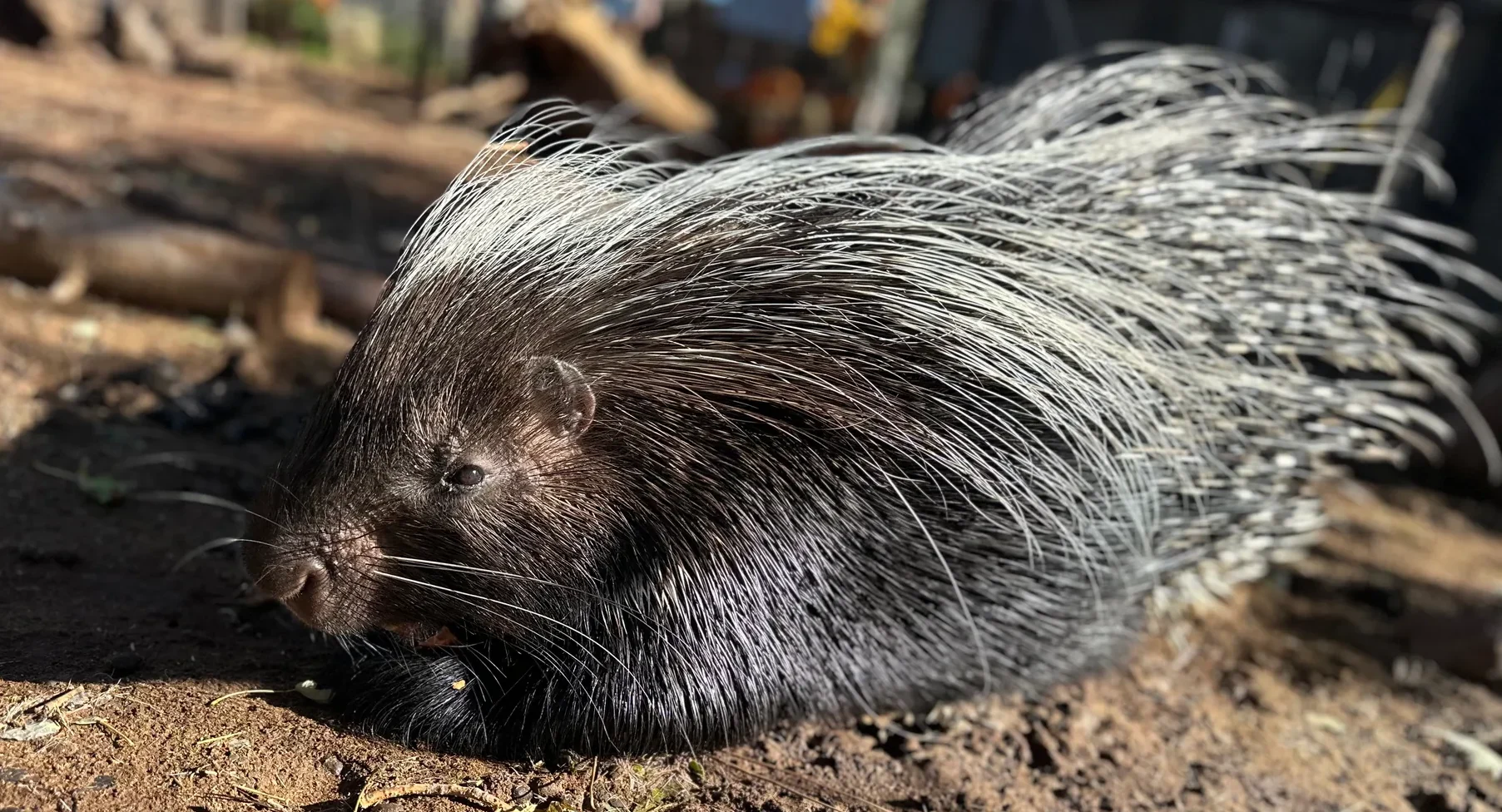 porcupine-resting-with-quills-visible