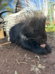 porcupine-with-long-black-white-quills