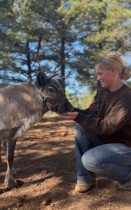 reindeer-tour-guest-hand-feeding-reindeer