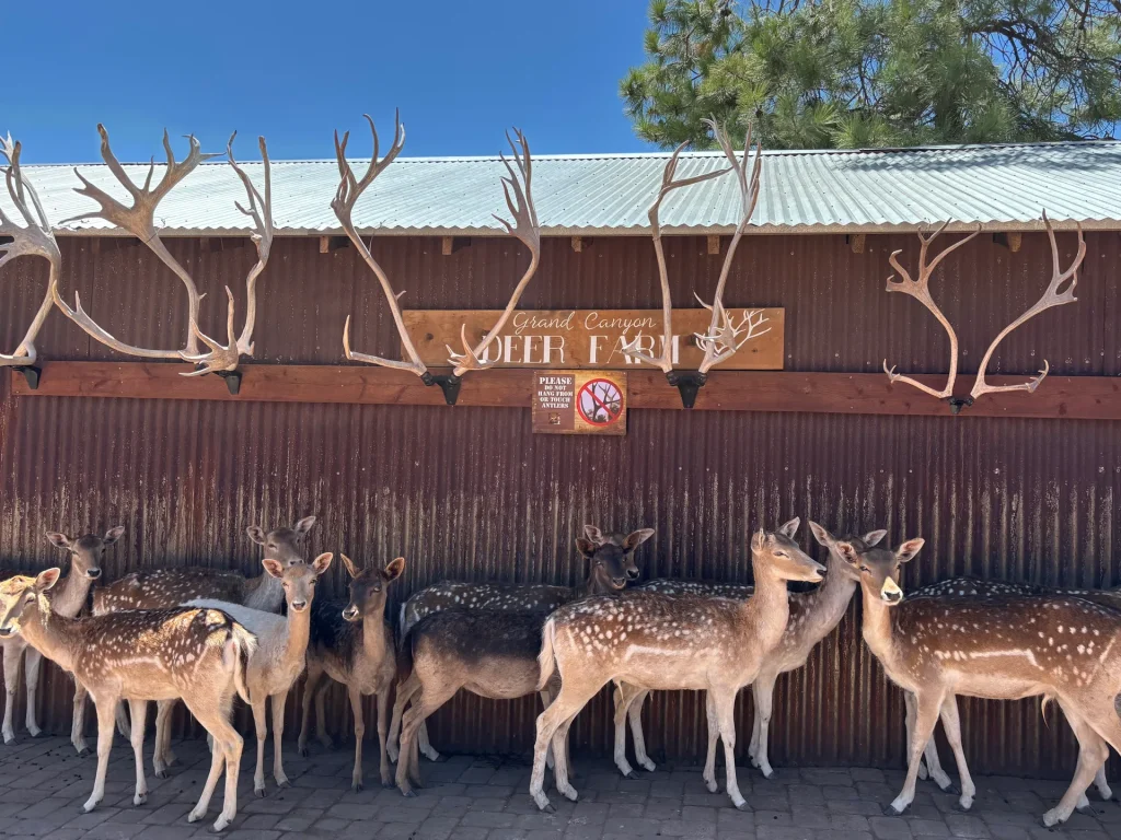 spotted-deer-herd-beside-antler-display
