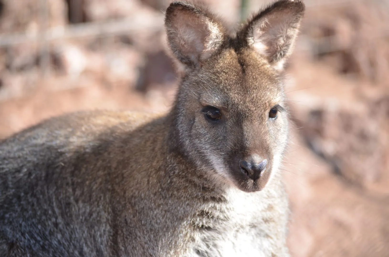 wallaby-closeup-animal-interaction